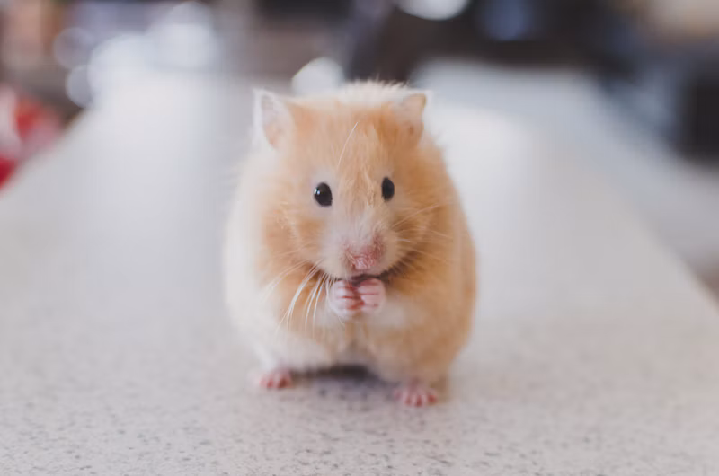 Colônia Pet